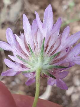 Image of Sixalix atropurpurea subsp. maritima (L.) Greuter & Burdet