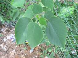 Image of paper mulberry