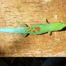 Слика од Phelsuma pusilla pusilla Mertens 1964