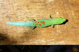 Слика од Phelsuma pusilla pusilla Mertens 1964