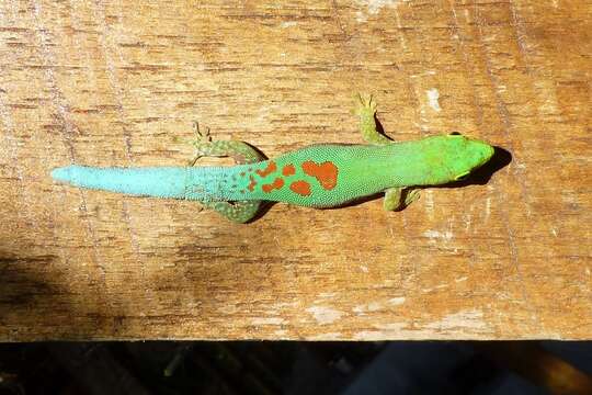 Image of Phelsuma pusilla pusilla Mertens 1964