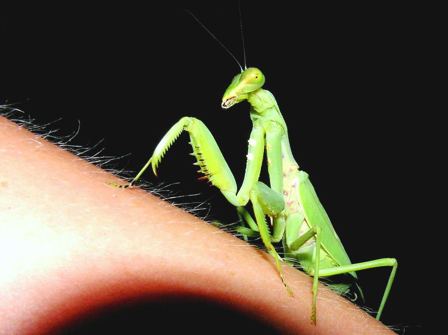 Image of Giant Asian Mantis