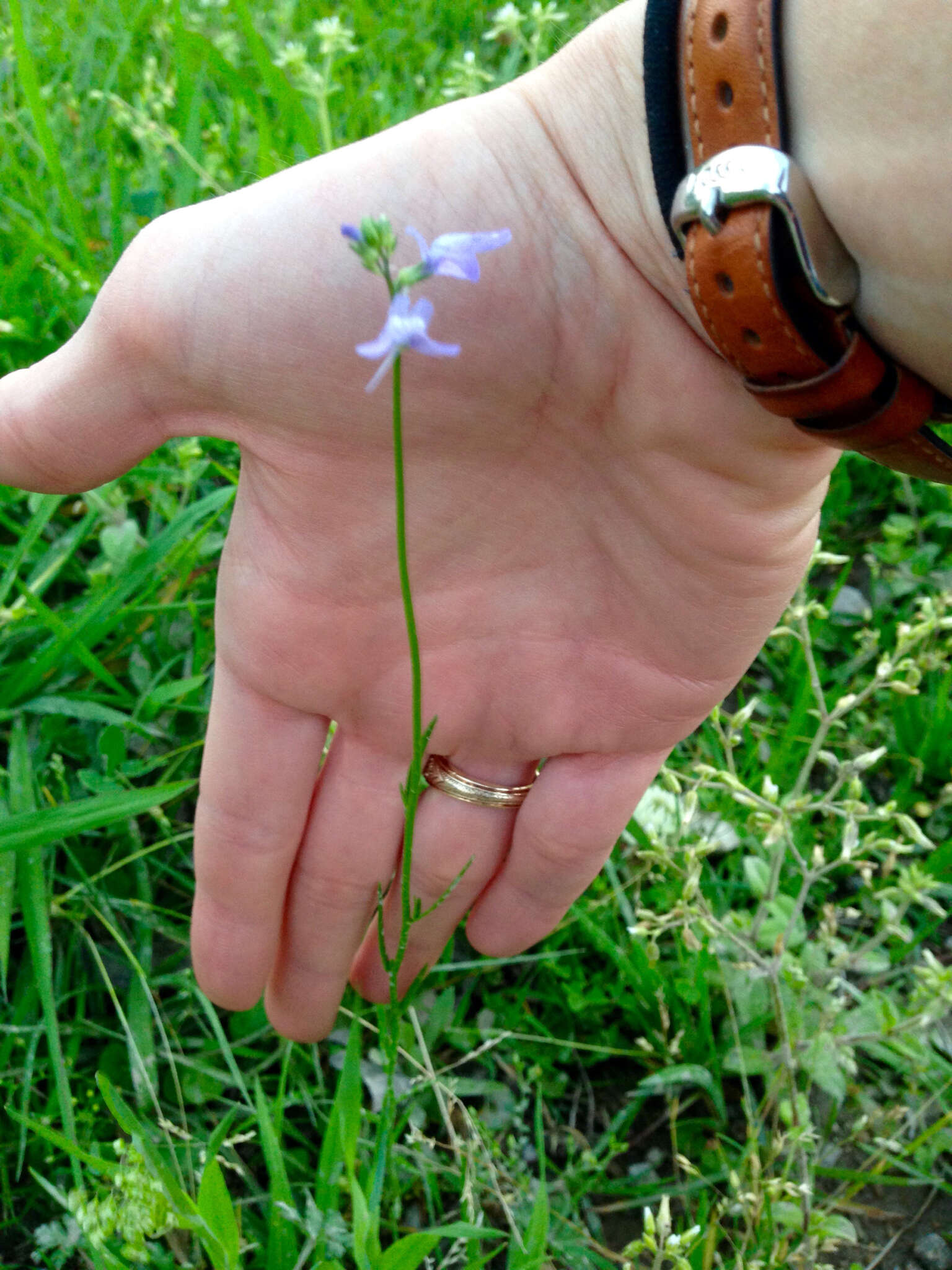 Image of Texas toadflax