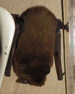 Image of African Yellow Bat