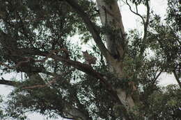 Image of South American Great Horned Owl