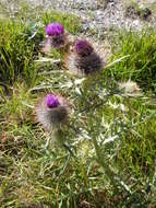 Image of Cirsium morisianum Rchb. fil.