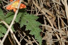 Image of Caiophora cirsiifolia C. Presl