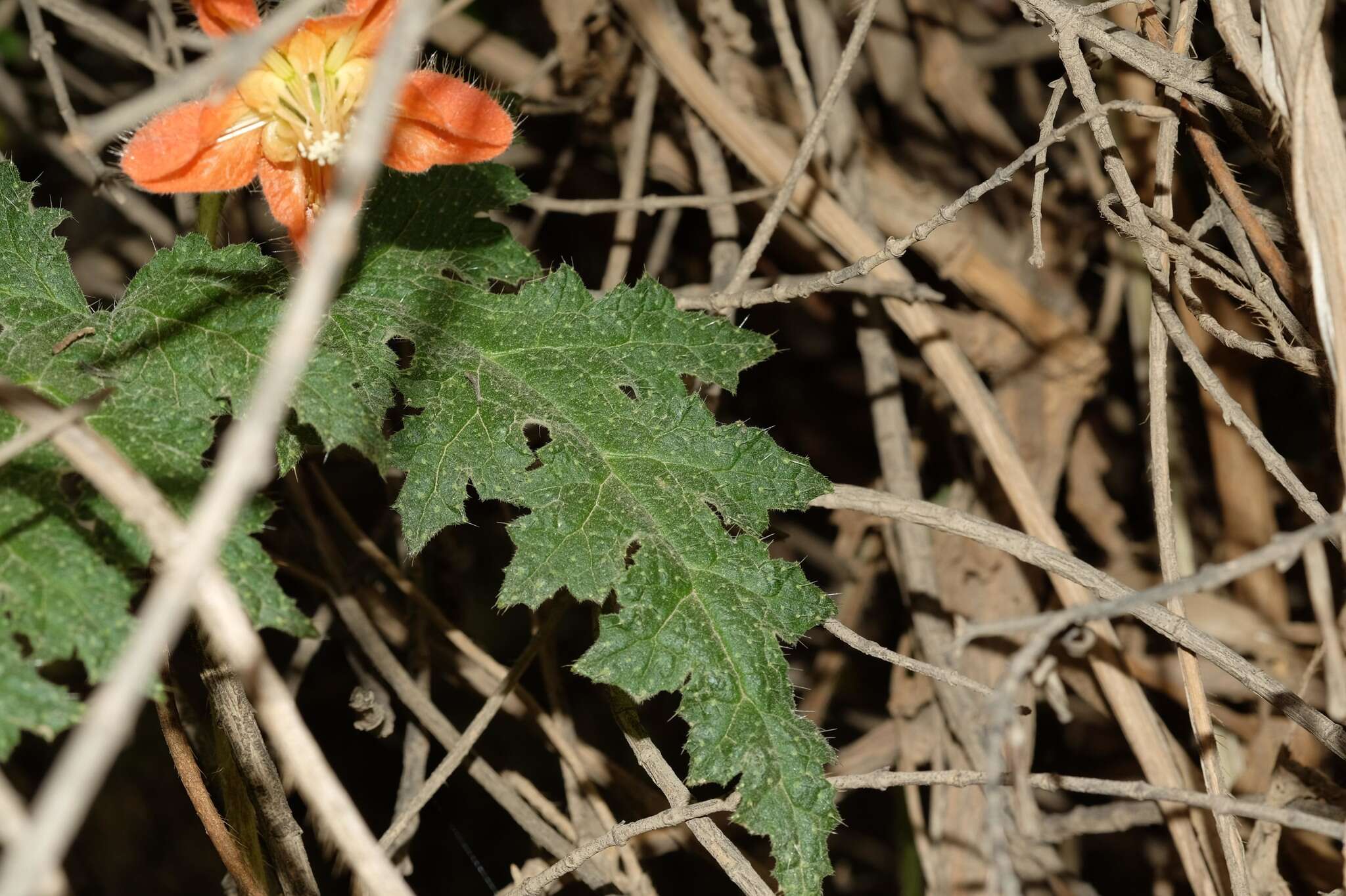 Image of Caiophora cirsiifolia C. Presl