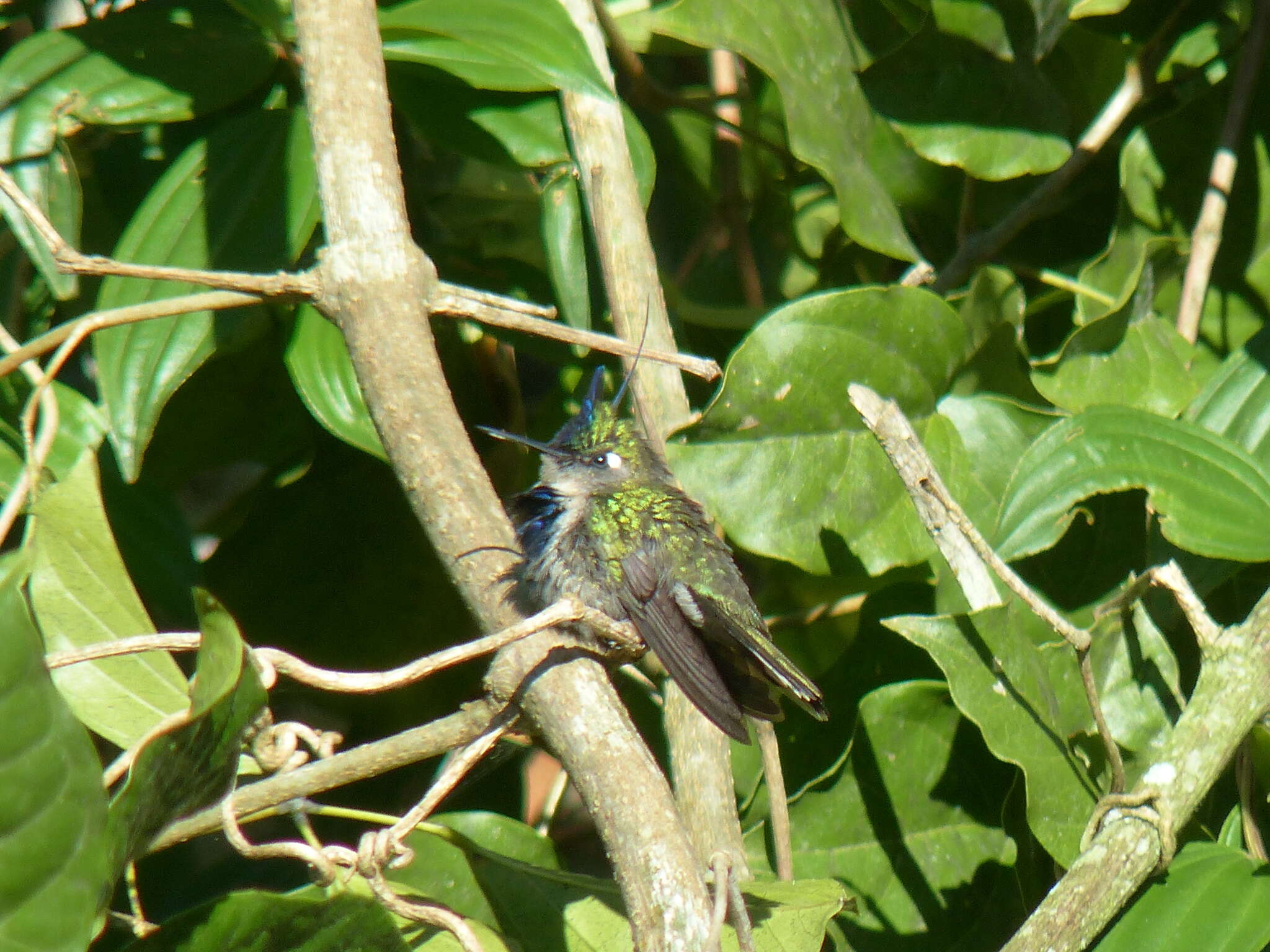 Слика од Stephanoxis loddigesii (Vigors 1831)