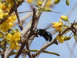 Plancia ëd Xylocopa muscaria (Fabricius 1775)