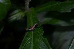 Image of Microtylopteryx fusiformis Rehn & J. A. G. 1905