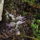 Imagem de Lachenalia haarlemensis Fourc.