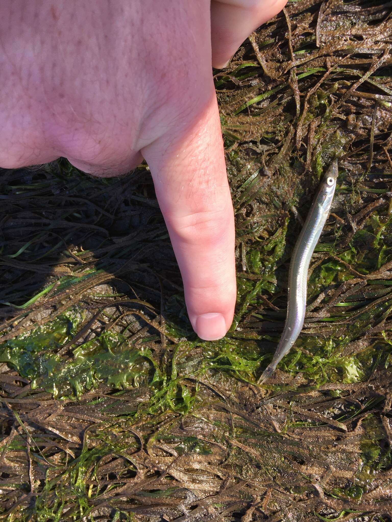 Image of Japanese sand lance