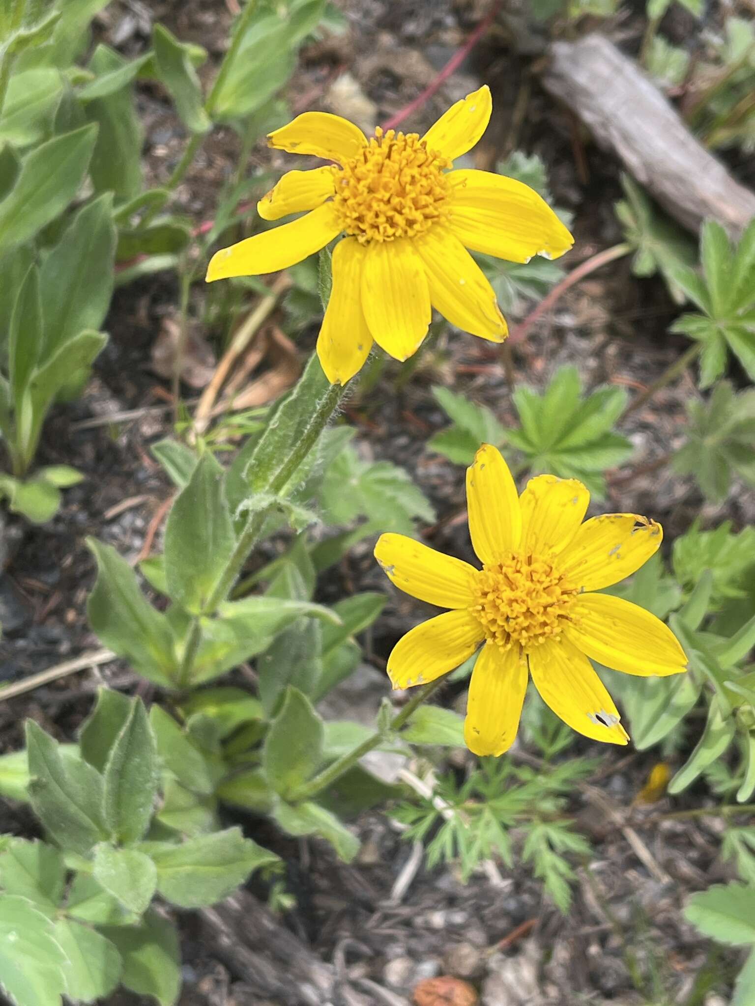 Image of hairy arnica