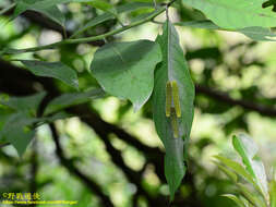 Image of <i>Papilio epycides melanoleucus</i>