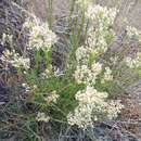 Image of Eremogone longifolia (M. Bieb.) Fenzl