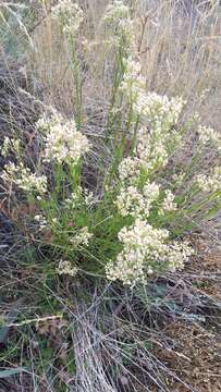 Image of Eremogone longifolia (M. Bieb.) Fenzl