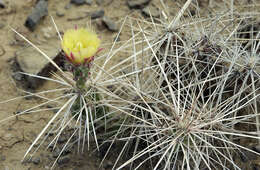 Image of Grusonia densispina (Ralston & Hilsenb.) Rebman