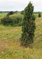 Image of <i>Juniperus <i>communis</i></i> communis