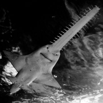 Image of Common sawshark