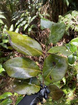 Image of Swartz's Pigeon-Plum