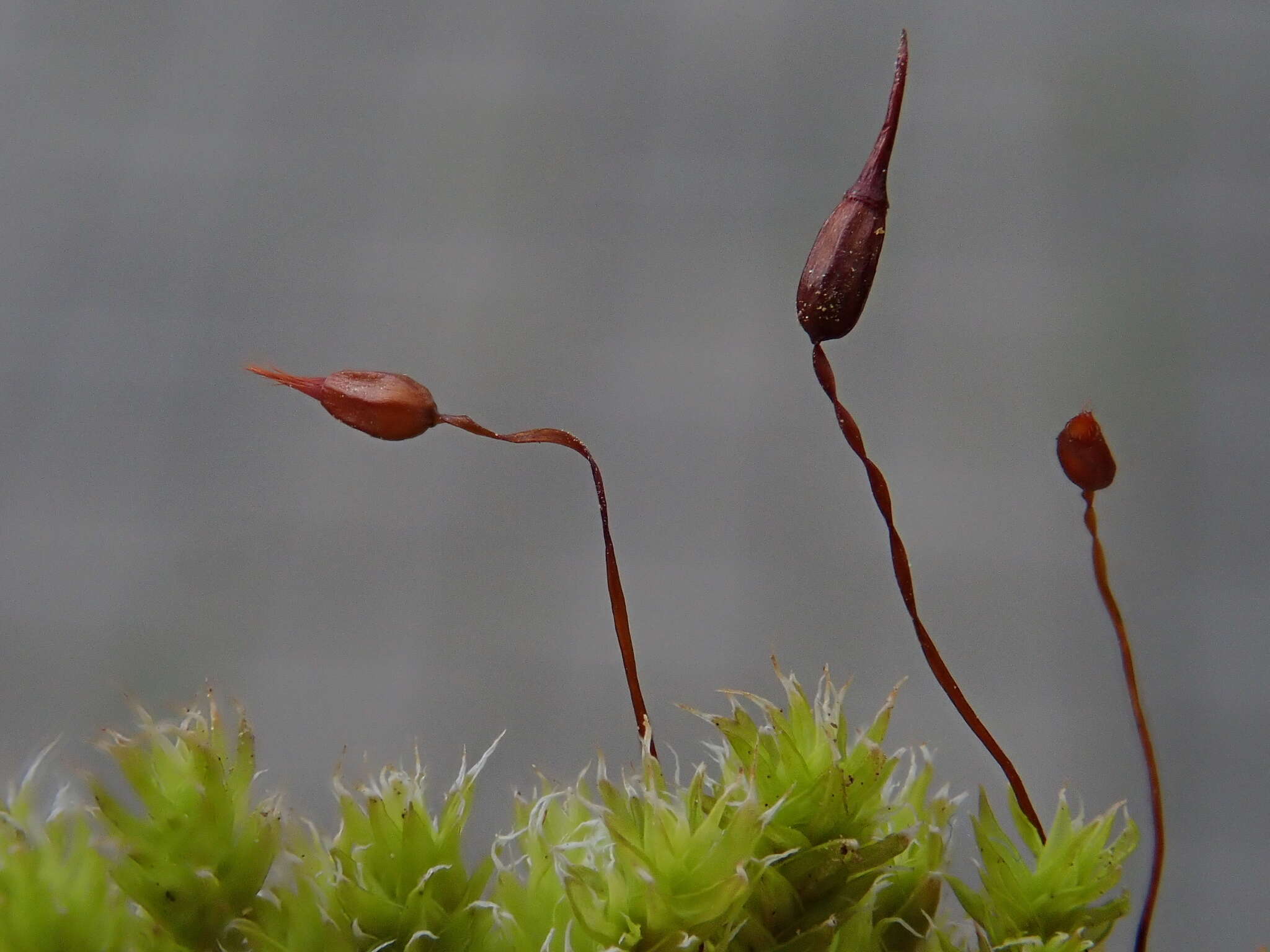 Image of racomitrium moss