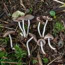 Imagem de Coprinopsis pannucioides (J. E. Lange) Örstadius & E. Larss. 2008