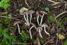 Imagem de Coprinopsis pannucioides (J. E. Lange) Örstadius & E. Larss. 2008