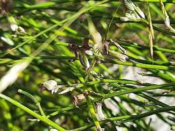 Image of Matthiola daghestanica (Conti) N. Busch