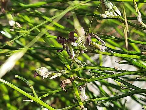 Matthiola daghestanica (Conti) N. Busch resmi