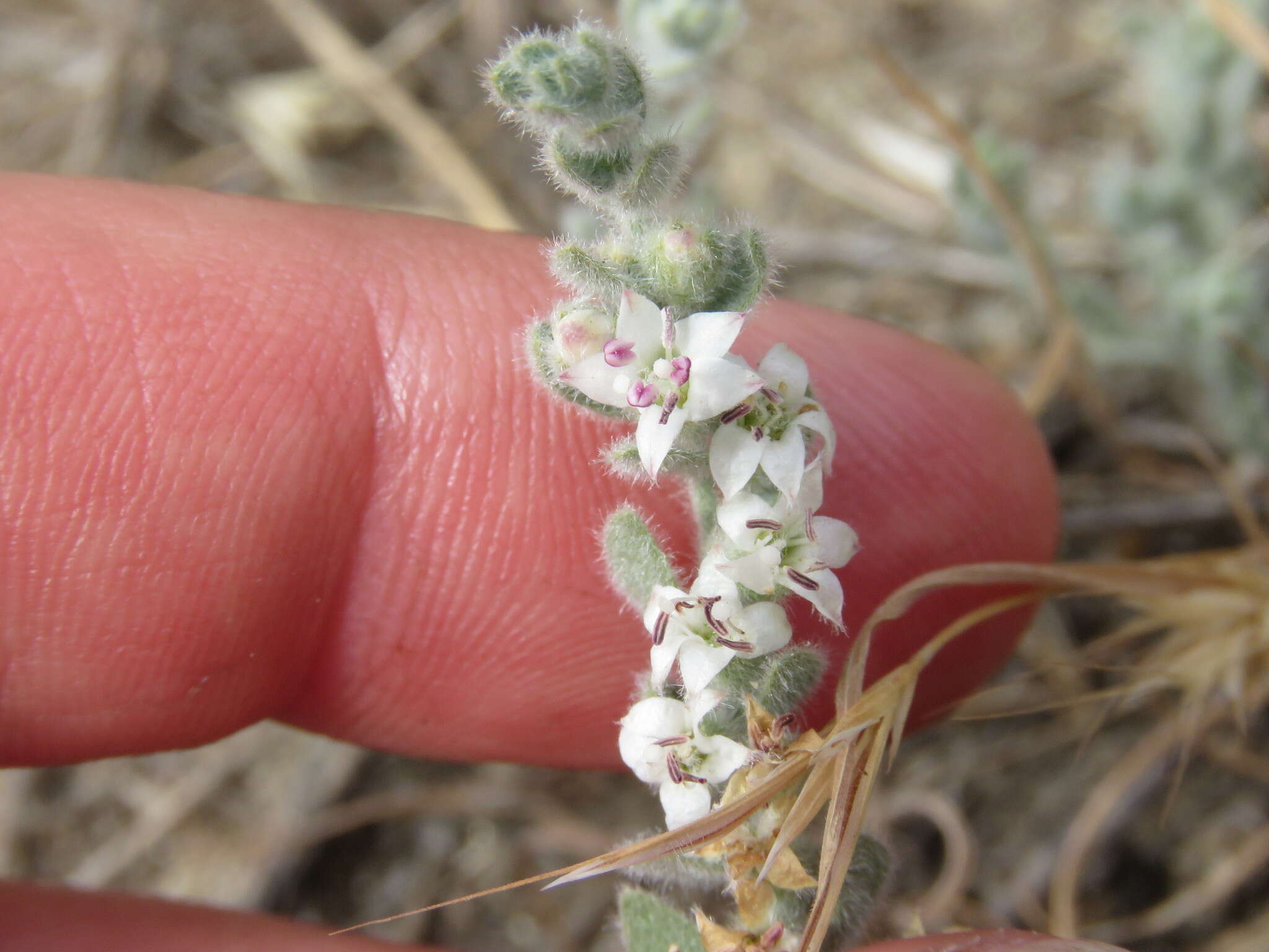 Image of spreading alkaliweed