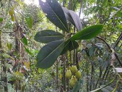 Image of Chrysochlamys colombiana (Cuatrec.) Cuatrec.