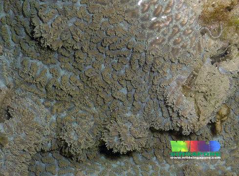 Image of spine coral