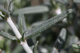 Image of Helianthemum virgatum (Desf.) Pers.