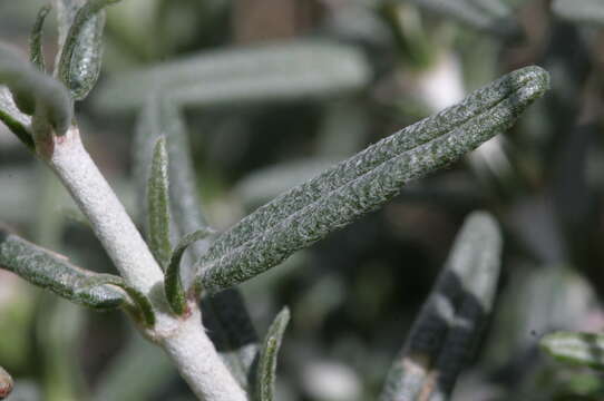 Helianthemum virgatum (Desf.) Pers. resmi