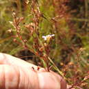 Image of Chaenostoma leve (Hiern) Kornhall