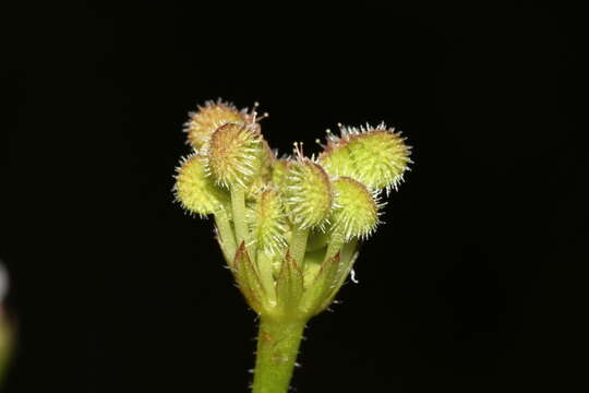 Image of Trachymene pilosa Sm.