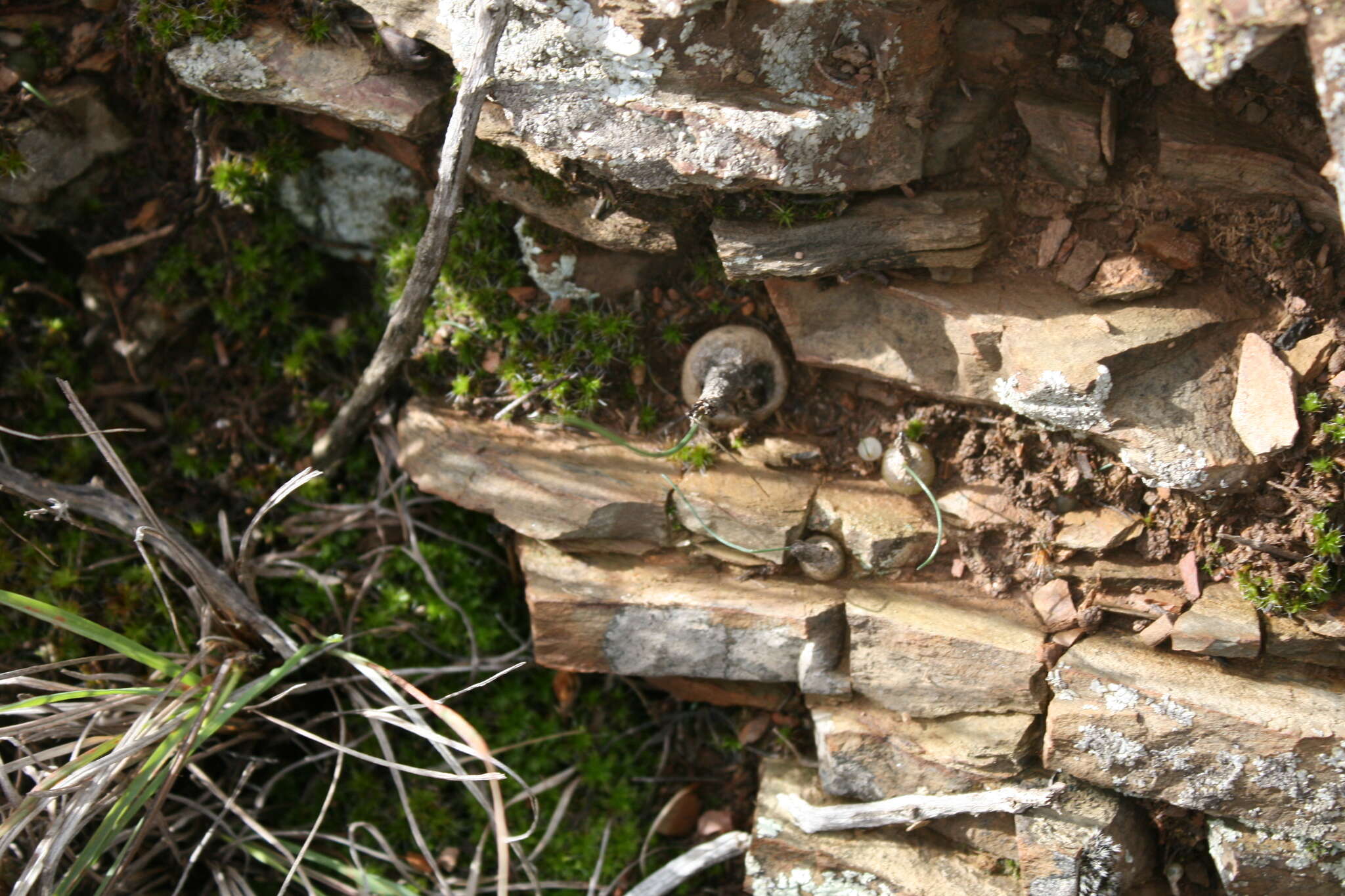 Image of Drimia stenocarpa J. C. Manning & J. M. J. Deacon