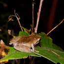 Image of Horton Plains Shrub Frog