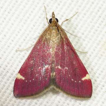 Image of Pyrausta grotei Munroe 1876