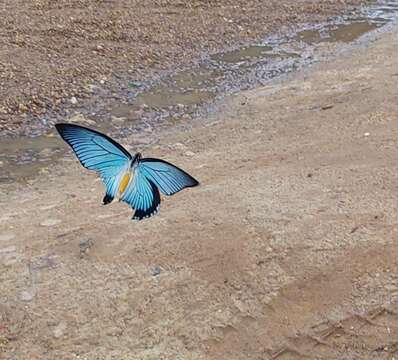 Image of Giant Blue Swallowtail