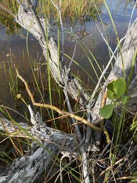 Image of Wormvine Orchid