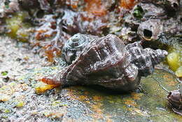 Image of Asian drill snail
