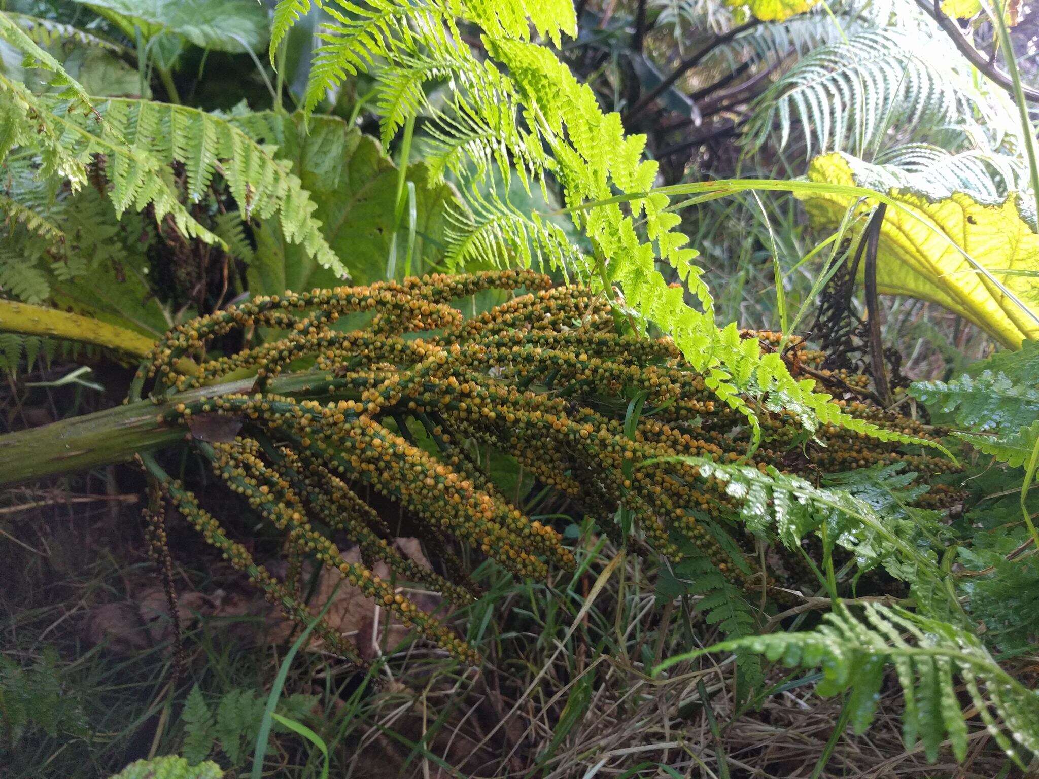 صورة Gunnera petaloidea Gaudich.