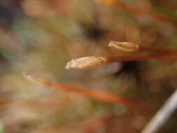 Слика од Centrolepis ciliata (Hook. fil.) Druce