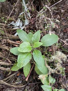 صورة Lobelia physaloides A. Cunn.