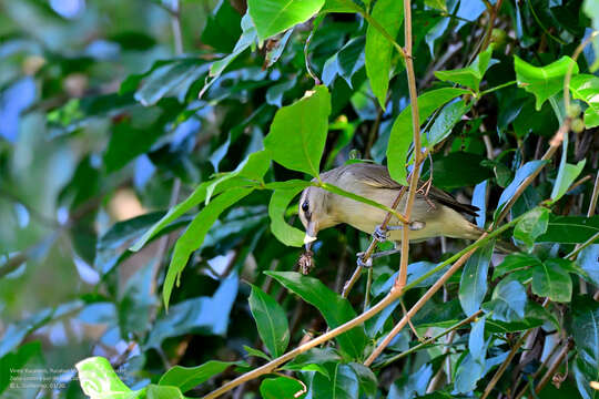 Imagem de Vireo magister (Baird & SF 1871)