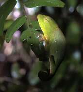 Image of Perinet chameleon