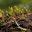 Image of Boas' trematodon moss