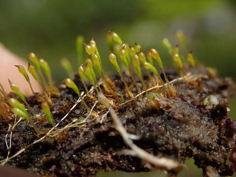Image of Boas' trematodon moss